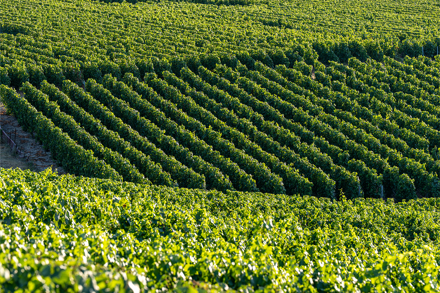 Millésime 2016 en Champagne : un vin construit pour la garde