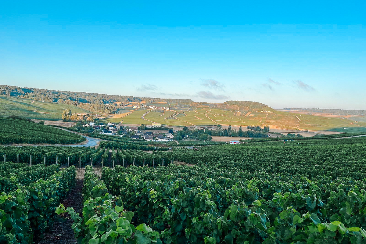 Vendanges 2026, le récit d'une récolte précoce